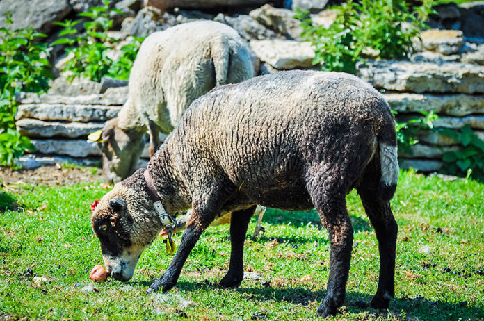lammas
